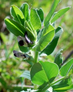 Fotografia 9 da espécie Vicia narbonensis no Jardim Botânico UTAD