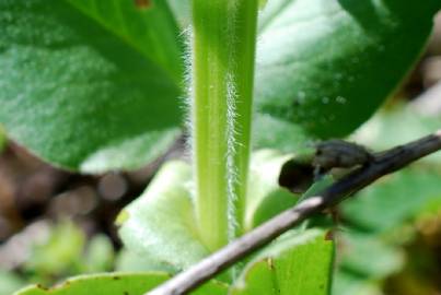 Fotografia da espécie Vicia narbonensis