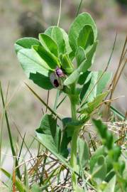 Fotografia da espécie Vicia narbonensis