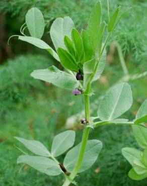 Fotografia 14 da espécie Vicia narbonensis no Jardim Botânico UTAD