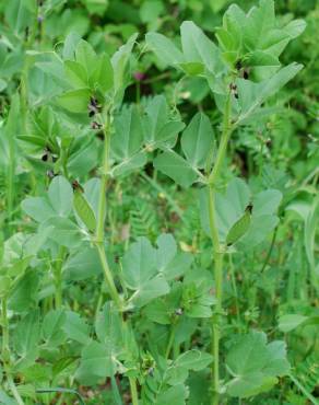 Fotografia 15 da espécie Vicia narbonensis no Jardim Botânico UTAD