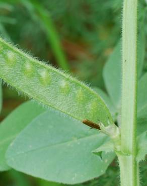 Fotografia 16 da espécie Vicia narbonensis no Jardim Botânico UTAD