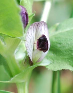 Fotografia 17 da espécie Vicia narbonensis no Jardim Botânico UTAD