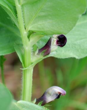 Fotografia 18 da espécie Vicia narbonensis no Jardim Botânico UTAD