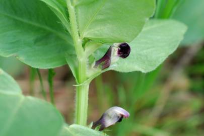 Fotografia da espécie Vicia narbonensis