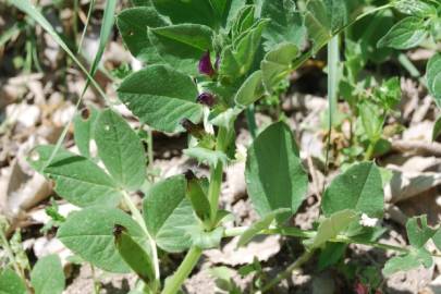 Fotografia da espécie Vicia narbonensis