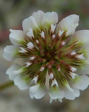 Fotografia 7 da espécie Trifolium repens var. repens no Jardim Botânico UTAD