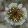 Fotografia 7 da espécie Trifolium repens var. repens do Jardim Botânico UTAD