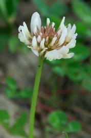 Fotografia da espécie Trifolium repens var. repens