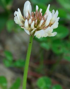 Fotografia 8 da espécie Trifolium repens var. repens no Jardim Botânico UTAD