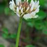 Fotografia 8 da espécie Trifolium repens var. repens do Jardim Botânico UTAD