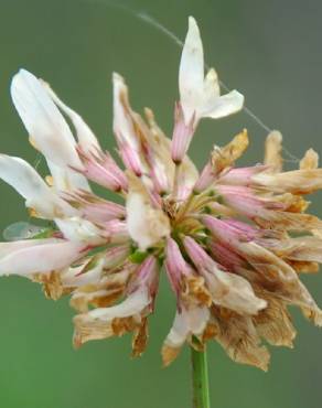 Fotografia 9 da espécie Trifolium repens var. repens no Jardim Botânico UTAD