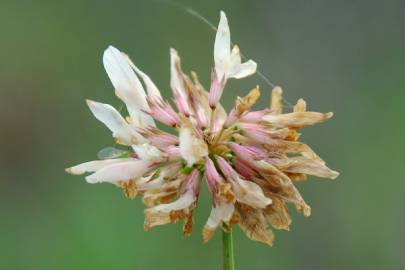 Fotografia da espécie Trifolium repens var. repens