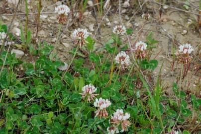 Fotografia da espécie Trifolium repens var. repens