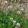 Fotografia 10 da espécie Trifolium repens var. repens do Jardim Botânico UTAD