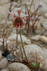 Fotografia da espécie Trifolium repens var. repens