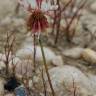 Fotografia 11 da espécie Trifolium repens var. repens do Jardim Botânico UTAD
