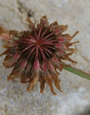 Fotografia 12 da espécie Trifolium repens var. repens no Jardim Botânico UTAD