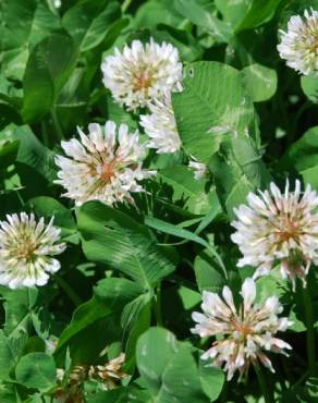 Fotografia 13 da espécie Trifolium repens var. repens no Jardim Botânico UTAD