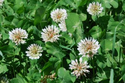 Fotografia da espécie Trifolium repens var. repens