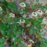 Fotografia 14 da espécie Trifolium repens var. repens do Jardim Botânico UTAD
