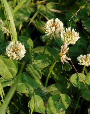 Fotografia 15 da espécie Trifolium repens var. repens no Jardim Botânico UTAD