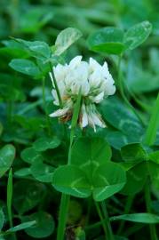 Fotografia da espécie Trifolium repens var. repens