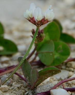 Fotografia 17 da espécie Trifolium repens var. repens no Jardim Botânico UTAD