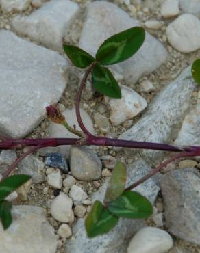 Fotografia 18 da espécie Trifolium repens var. repens no Jardim Botânico UTAD