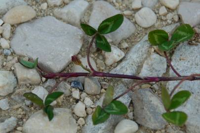 Fotografia da espécie Trifolium repens var. repens