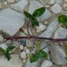 Fotografia 18 da espécie Trifolium repens var. repens do Jardim Botânico UTAD