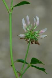 Fotografia da espécie Trifolium nigrescens subesp. nigrescens