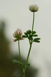 Fotografia da espécie Trifolium nigrescens subesp. nigrescens