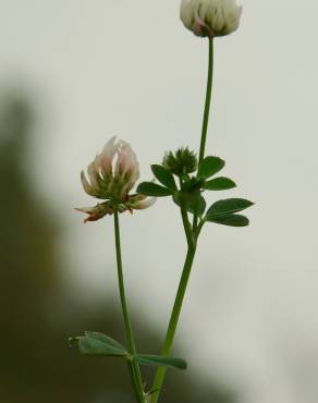 Fotografia 8 da espécie Trifolium nigrescens subesp. nigrescens no Jardim Botânico UTAD