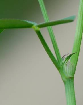 Fotografia 9 da espécie Trifolium nigrescens subesp. nigrescens no Jardim Botânico UTAD