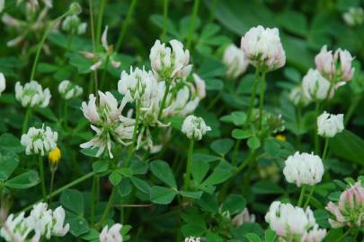 Fotografia da espécie Trifolium nigrescens subesp. nigrescens