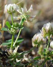 Fotografia da espécie Trifolium nigrescens