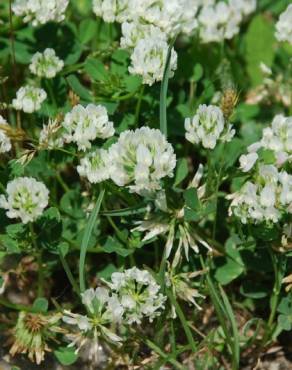 Fotografia 14 da espécie Trifolium nigrescens subesp. nigrescens no Jardim Botânico UTAD