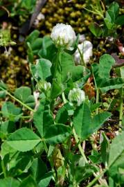 Fotografia da espécie Trifolium nigrescens subesp. nigrescens