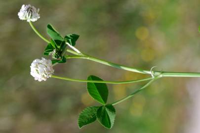 Fotografia da espécie Trifolium nigrescens subesp. nigrescens