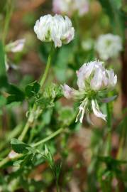 Fotografia da espécie Trifolium nigrescens subesp. nigrescens