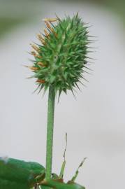 Fotografia da espécie Trifolium squarrosum