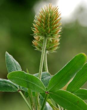 Fotografia 1 da espécie Trifolium squarrosum no Jardim Botânico UTAD