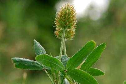 Fotografia da espécie Trifolium squarrosum