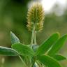 Fotografia 1 da espécie Trifolium squarrosum do Jardim Botânico UTAD