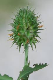 Fotografia da espécie Trifolium squarrosum