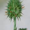 Fotografia 3 da espécie Trifolium squarrosum do Jardim Botânico UTAD