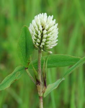 Fotografia 4 da espécie Trifolium squarrosum no Jardim Botânico UTAD