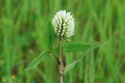 Fotografia da espécie Trifolium squarrosum