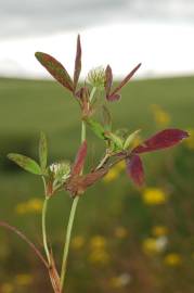 Fotografia da espécie Trifolium squarrosum